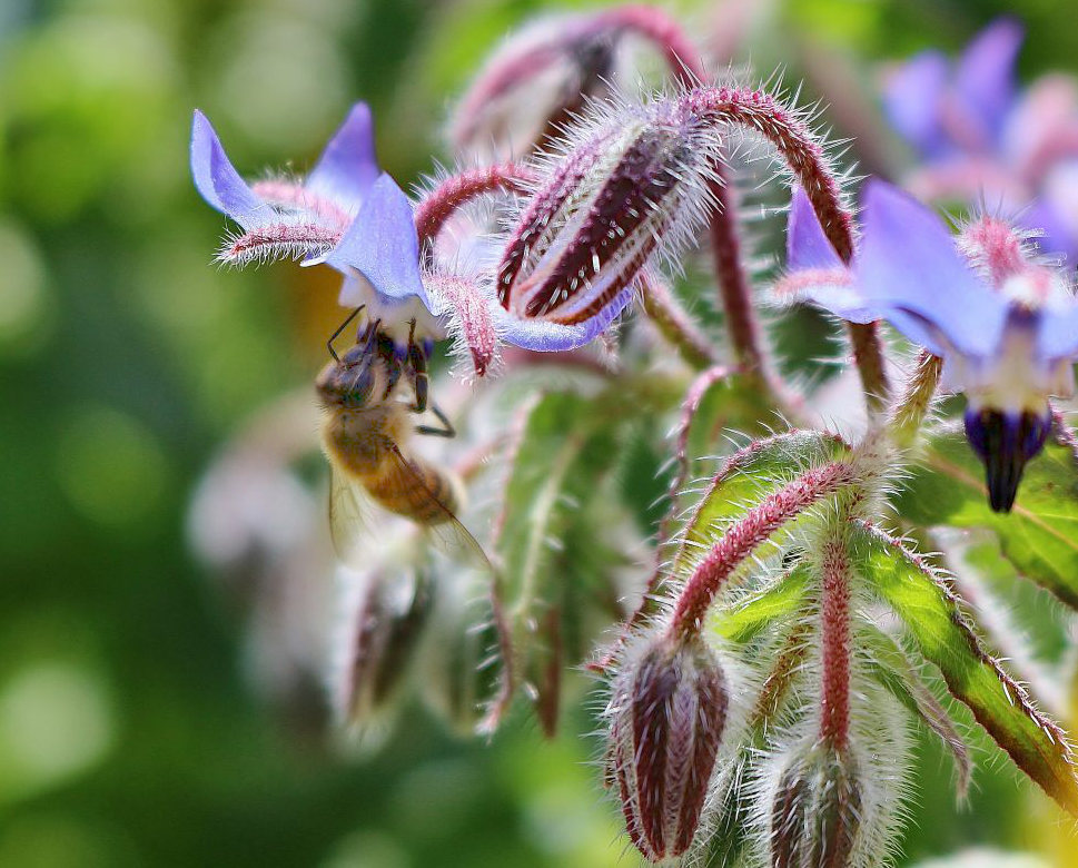 Biene an Borretschbluete
